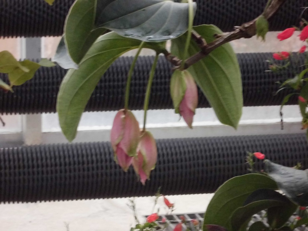 メディニラマグニフィカ　蕾状態（ドーム）