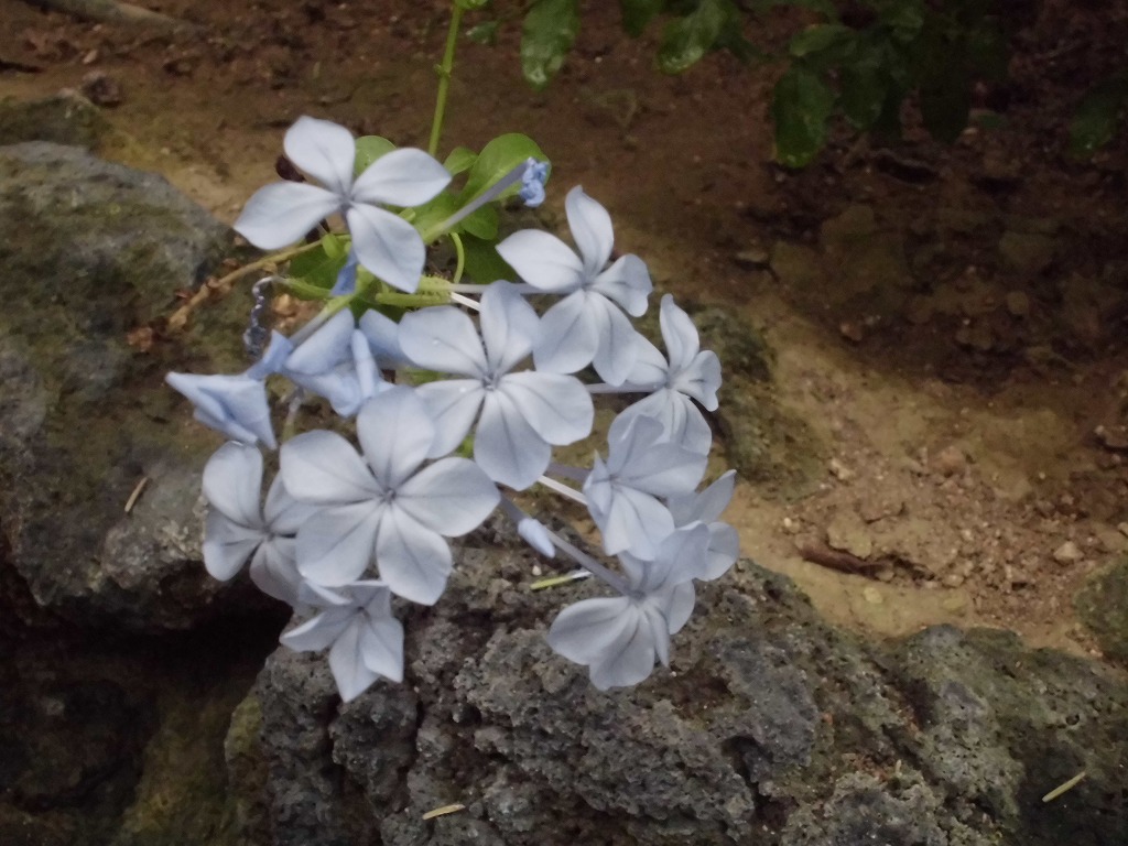 ルリマツリ　開花中（ドーム）