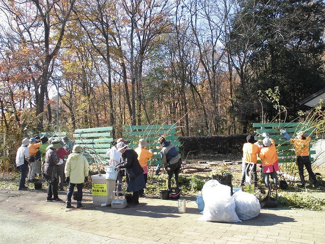 バラ冬支度　ローズクラブ活動中