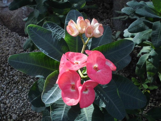 砂漠室出口のハナキリン八福神　開花中（ドーム）