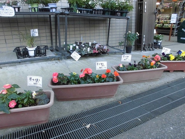 季節の寄せ植え