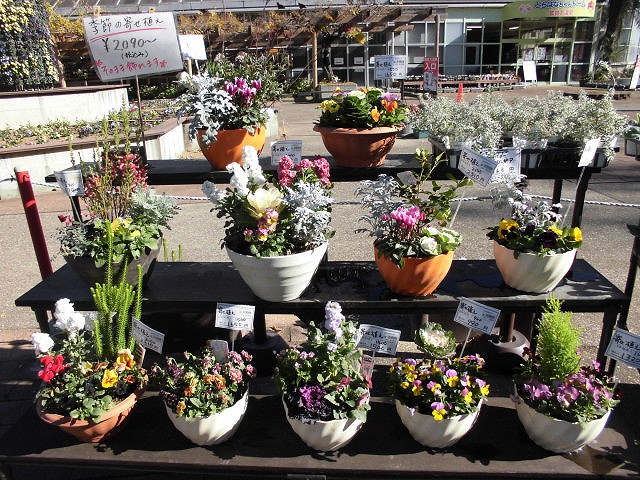 季節の寄せ植え