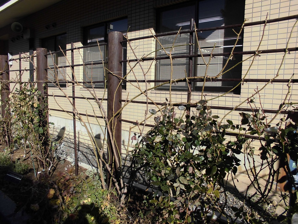 殿堂入りのバラ園冬支度