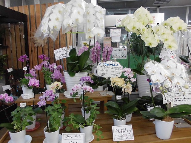 季節の鉢花と花苗を取り扱っています