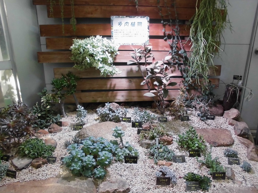 砂漠室出口の多肉たち（ドーム）