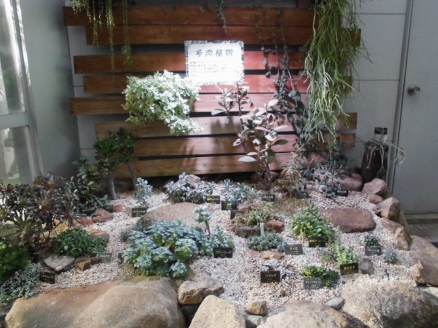 砂漠室出口の多肉たち（ドーム）