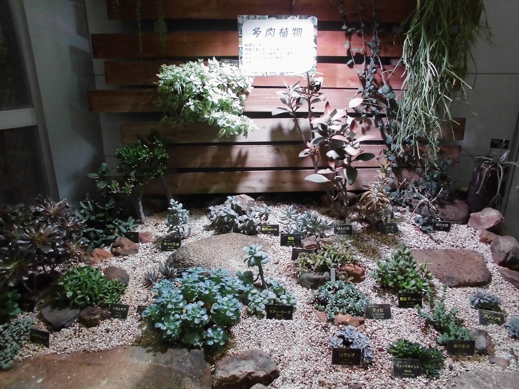 砂漠室出口の多肉たち（ドーム）