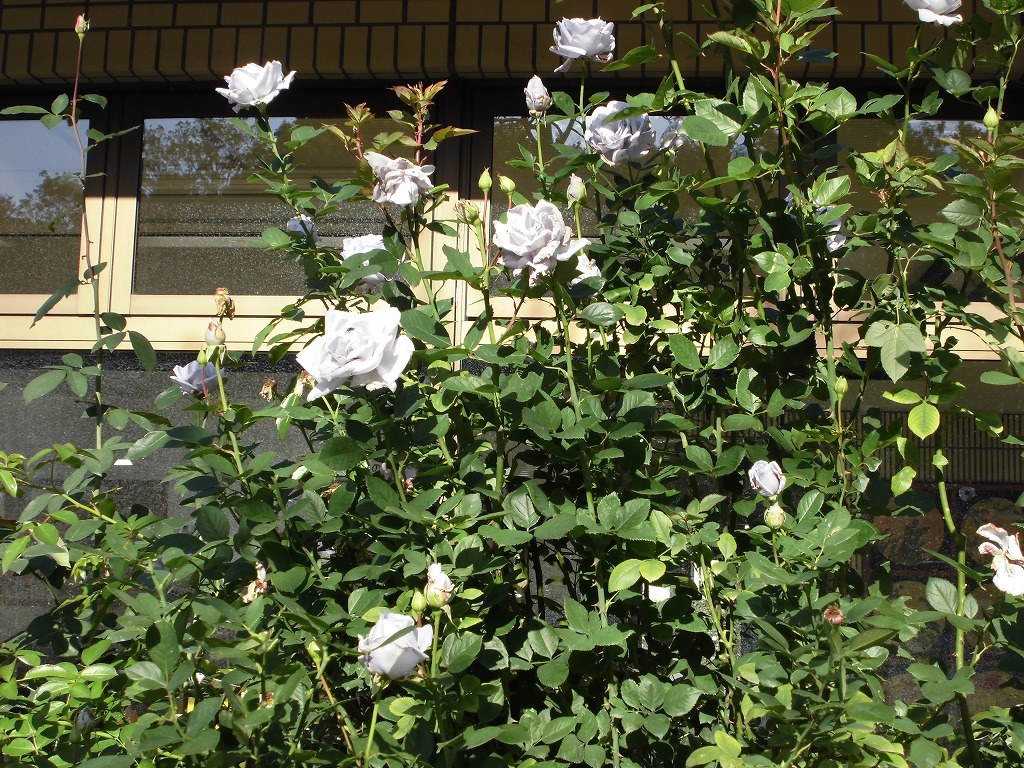 青竜折り曲げ誘引その後