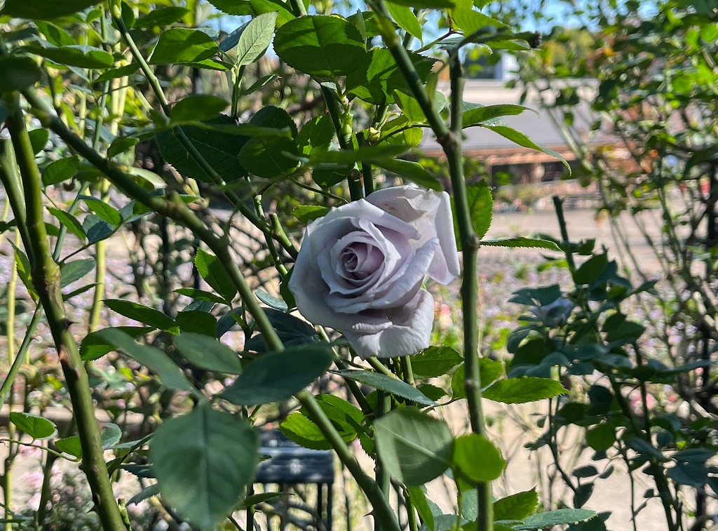 夢かなう青バラ『青龍』が開花中