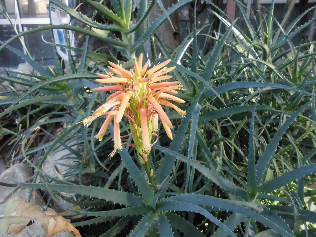 アロエ　開花中（ドーム）