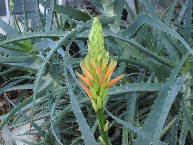 アロエ　開花始まり（ドーム）