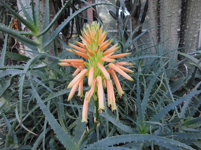 アロエ　開花中（ドーム）