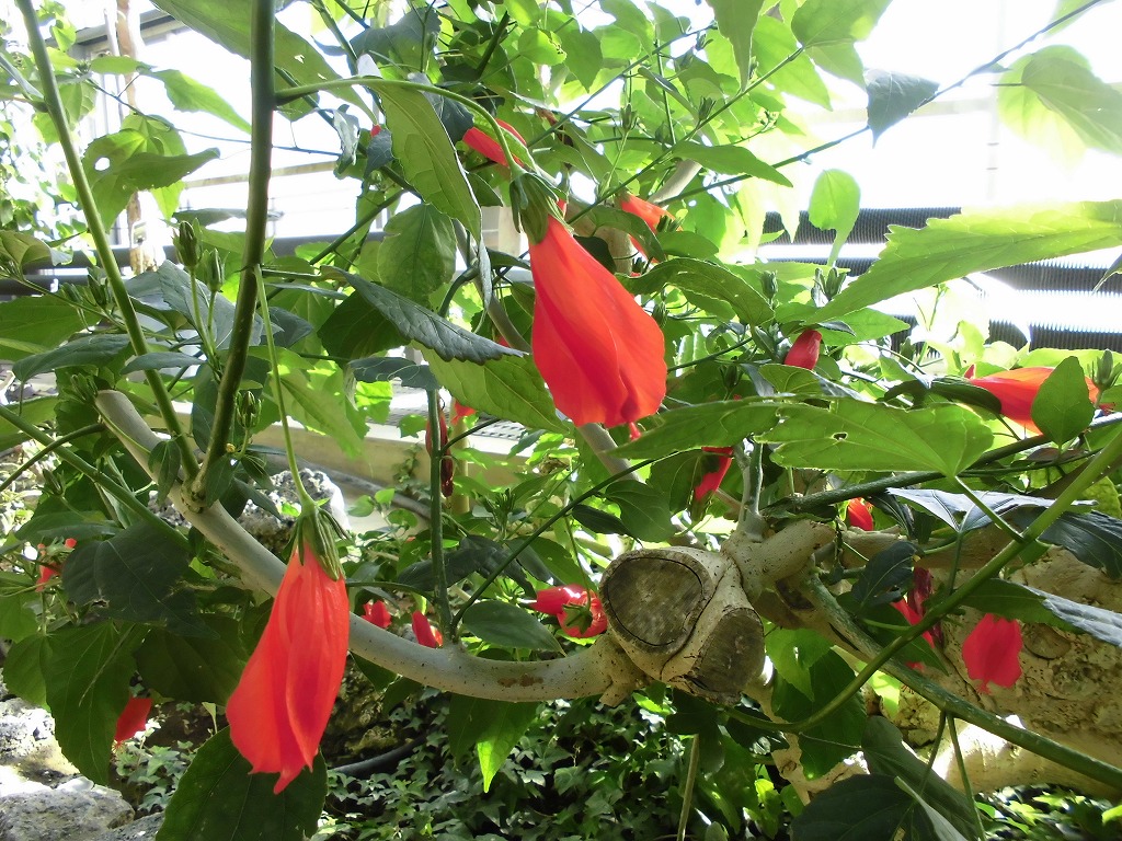 ウナズキヒメフヨウ　開花中（ドーム）