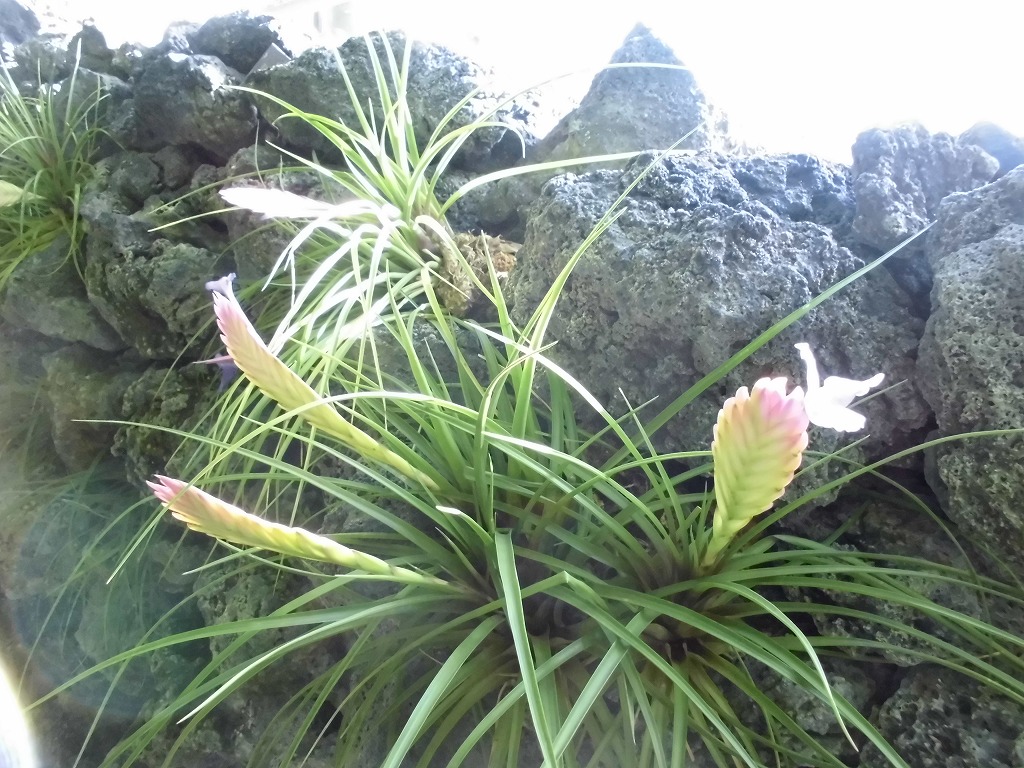 キアネア　開花中（ドーム）