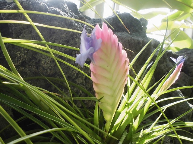 キアネア　開花中（ドーム）