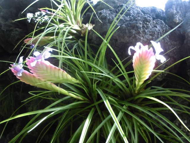 キアネア　開花中（ドーム）