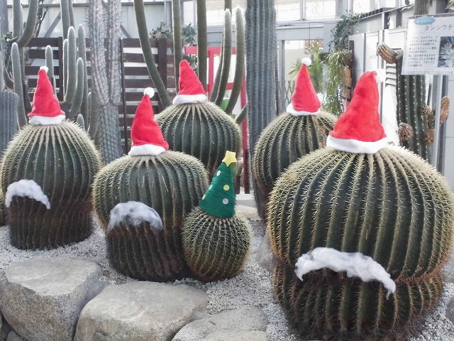 キンシャチ　（ドーム）