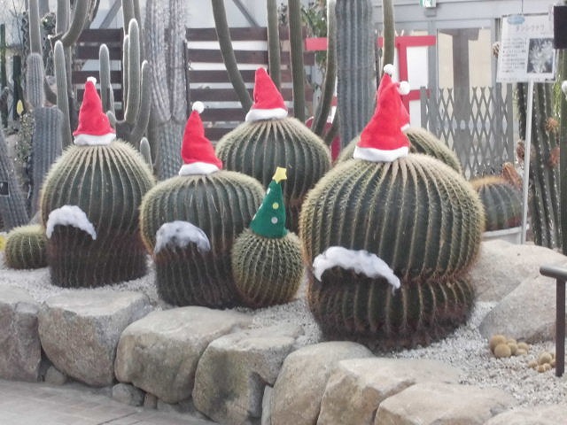 キンシャチ　（ドーム）