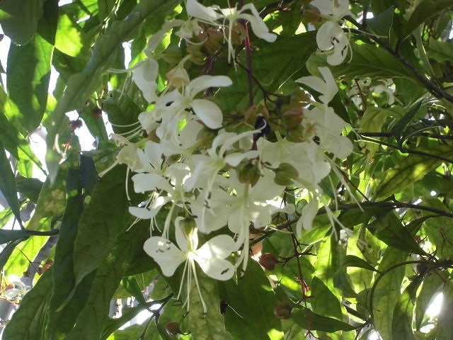 グレープバニラ　開花終了間近（ドーム）