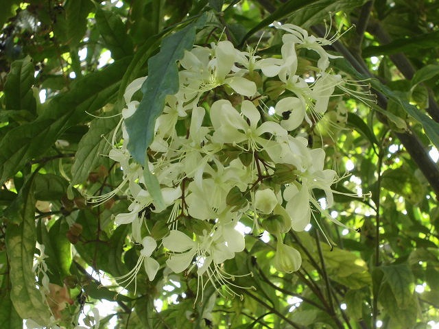 グレープバニラ　開花中（ドーム）