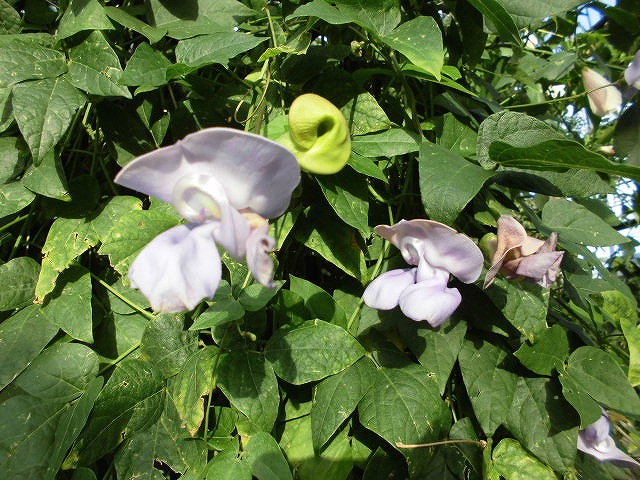 スネールフラワー　開花中（ドーム）