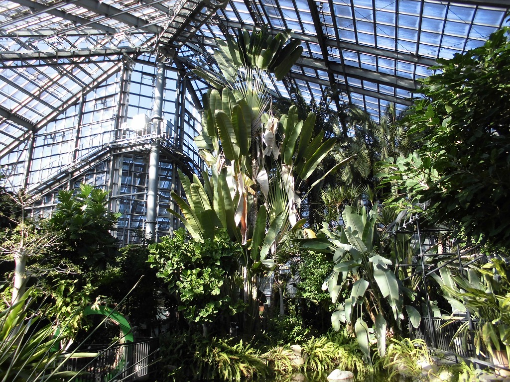 タビビトノキ（ドーム）