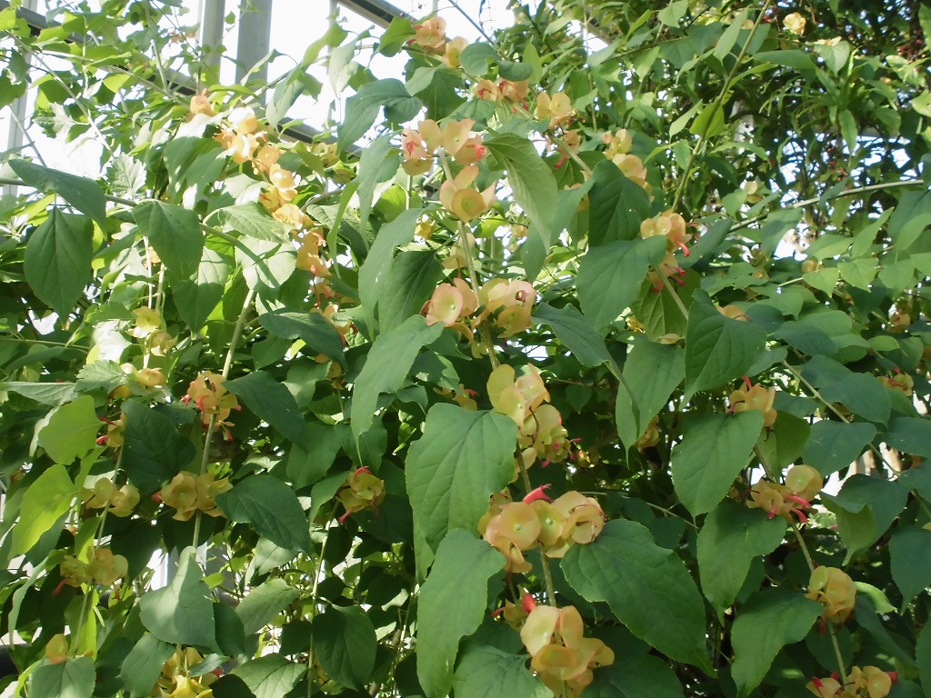 チャイニーズハット　開花中（ドーム）