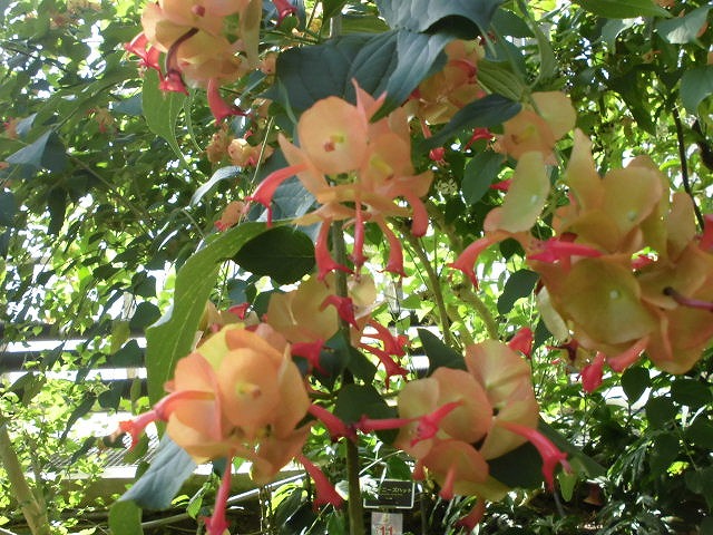 チャイニーズハット　開花中（ドーム）