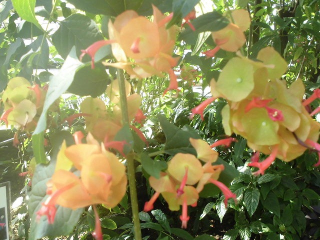 チャイニーズハット　開花中（ドーム）