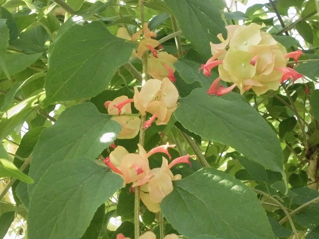 花様　確認用 zst-00007_19.jpg