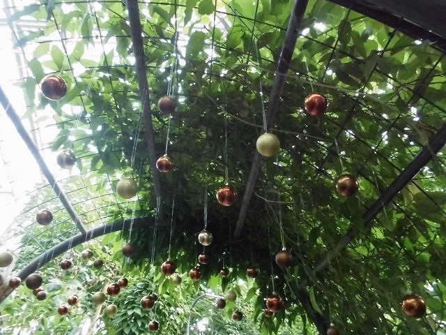 ドームの中にクリスマス飾り