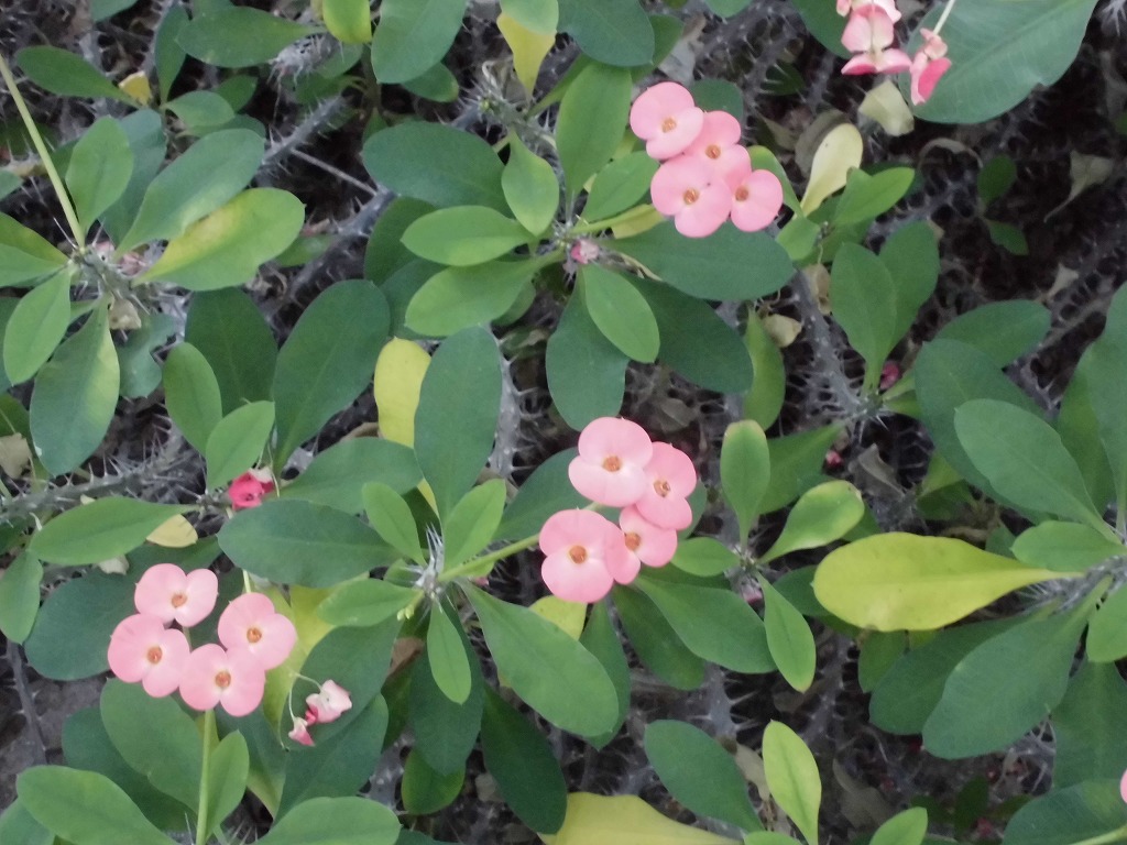 ハナキリン　開花中（ドーム）
