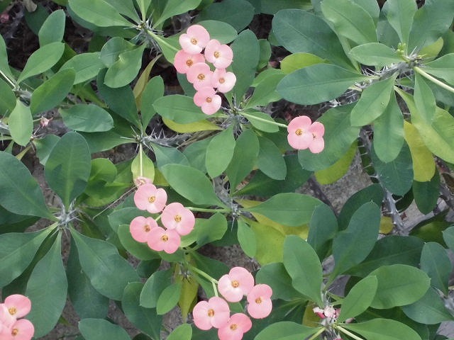ハナキリン　開花中（ドーム）