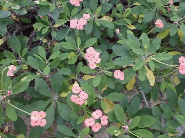 ハナキリン　開花中（ドーム）