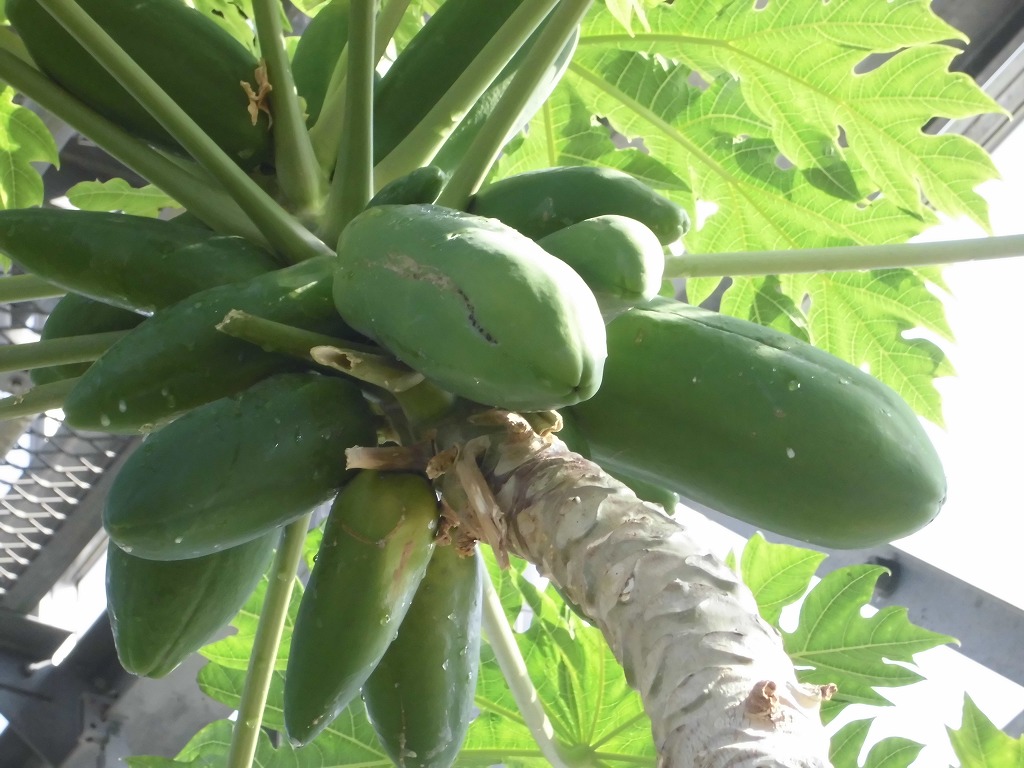 パパイヤ　結実中（ドーム）