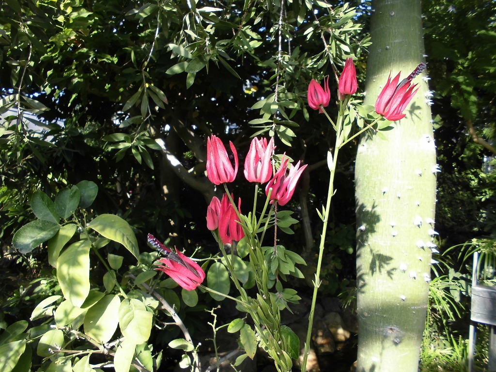 パボニア･インテルメディア　開花中（ドーム）