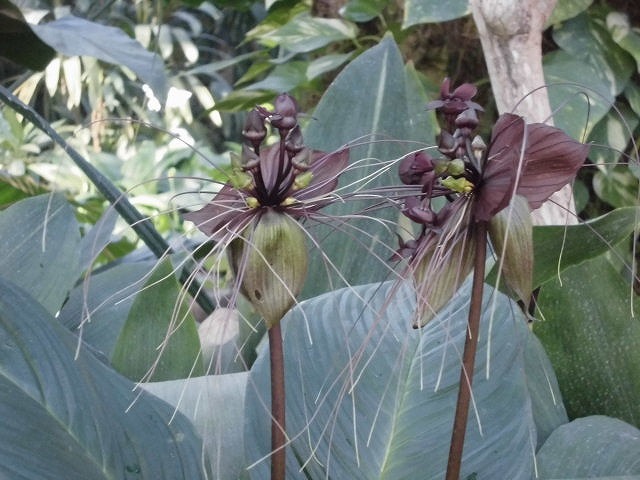 ブラックキャット　開花中（ドーム）