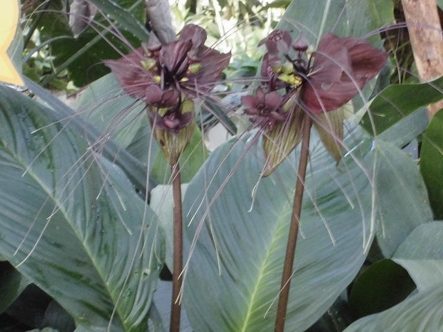 ブラックキャット　開花中（ドーム）