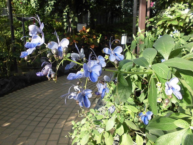 ブルーエルフィン　開花中（ドーム）