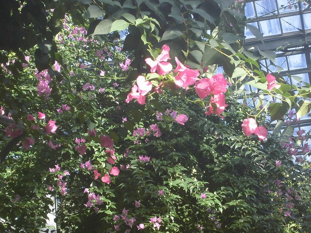 ブーゲンビレア　開花中（ドーム）