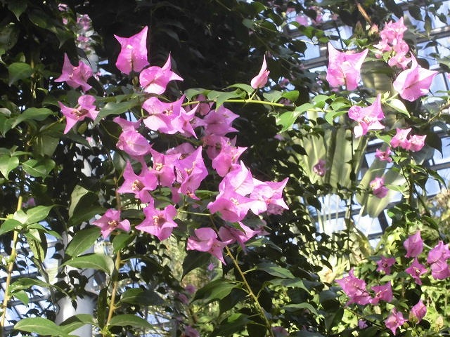 ブーゲンビレア　開花中（ドーム）