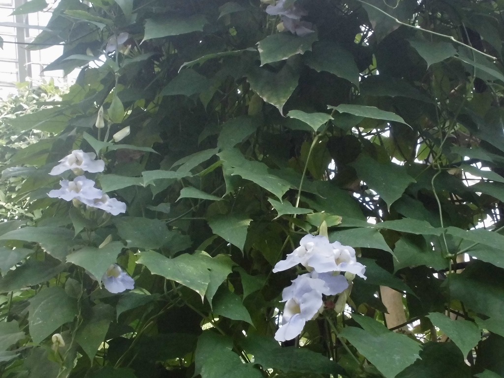 ベンガルヤハズカズラ　開花中（ドーム）