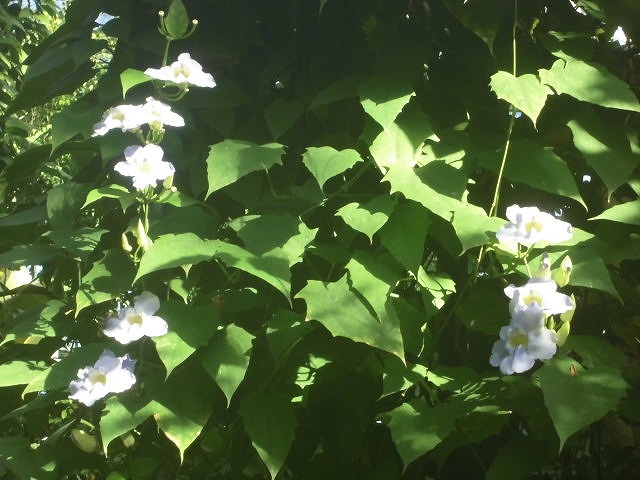 ベンガルヤハズカズラ　開花中（ドーム）