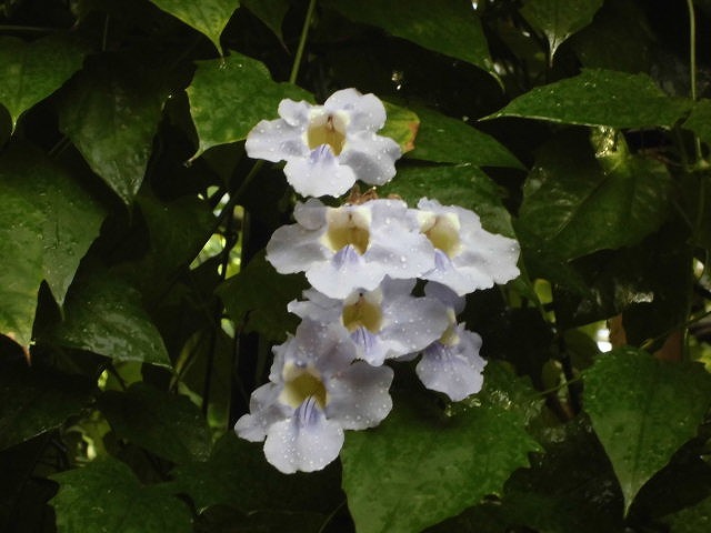 ベンガルヤハズカズラ　開花中（ドーム）