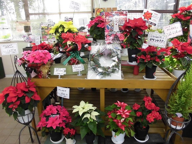ポインセチア展コラボ