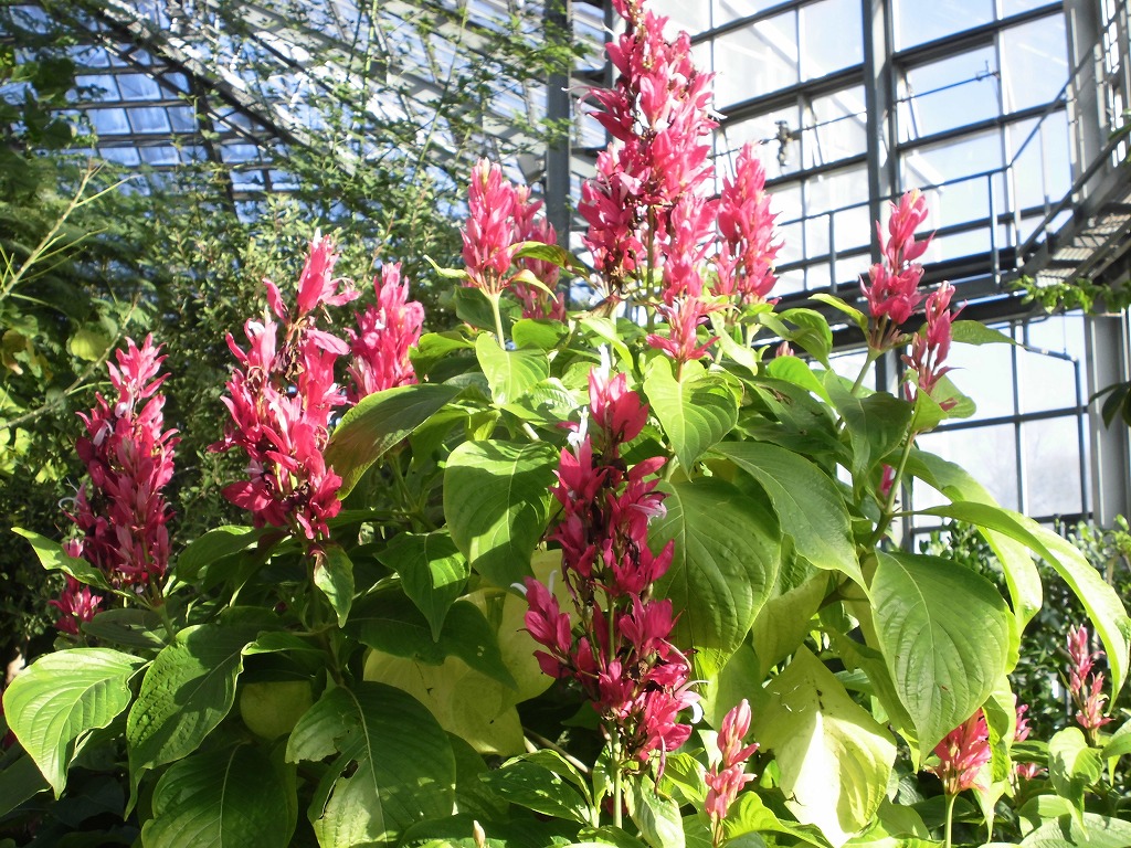 メガスケパスマ　開花中（ドーム）