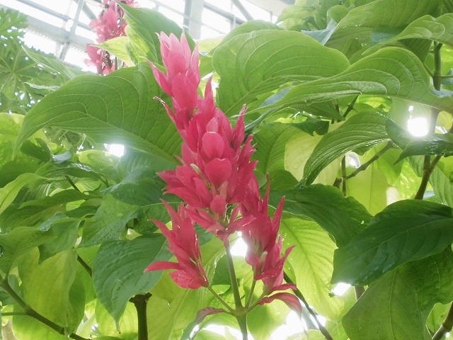 メガスケパスマ　開花中（ドーム）