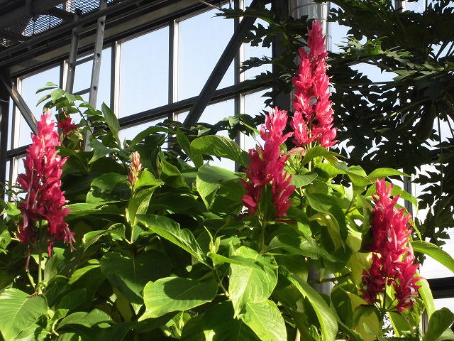 メガスケパスマ　開花中（ドーム）