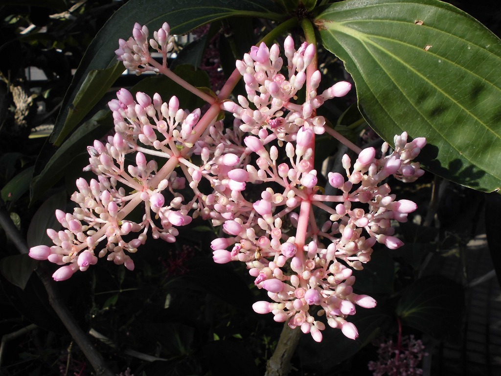 メディニラ・スペキオサ　開花中（ドーム）