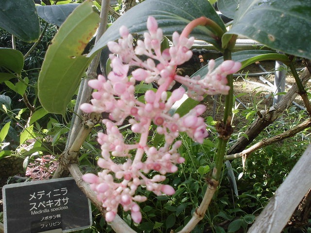 メディニラ・スペキオサ　開花中（ドーム）